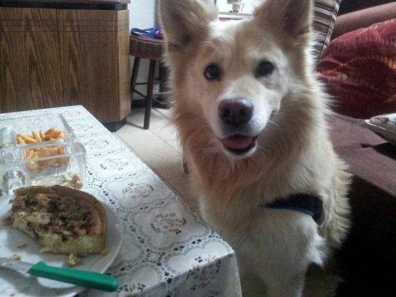 איך ללמד את הכלב לא לאכול מהשולחן